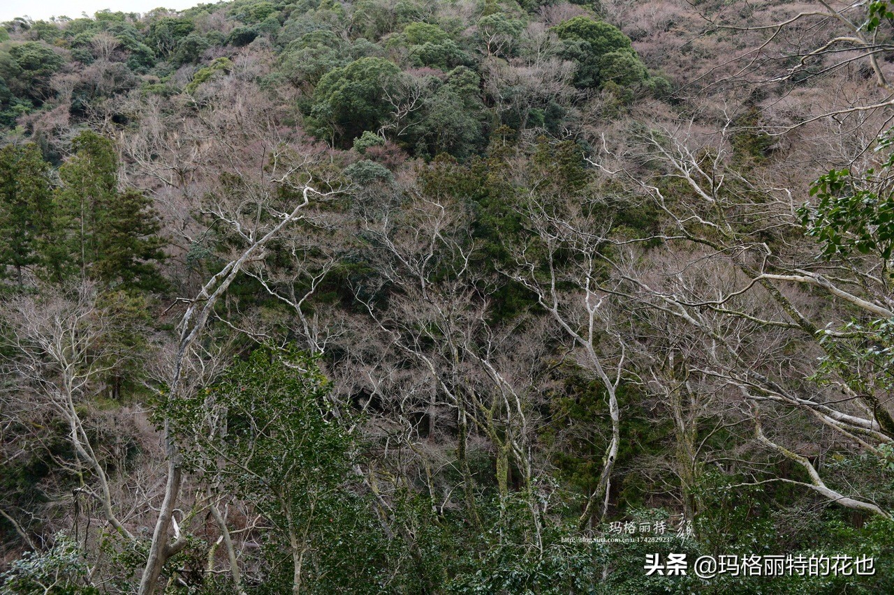 萁田森林公园和大阪的省钱之旅|行摄日本