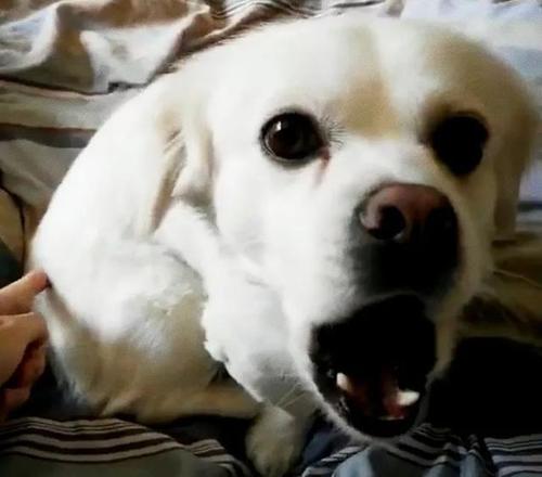 判断狗狗有没有狂犬病的三种方法,有狂犬病毒的狗狗有什么表现