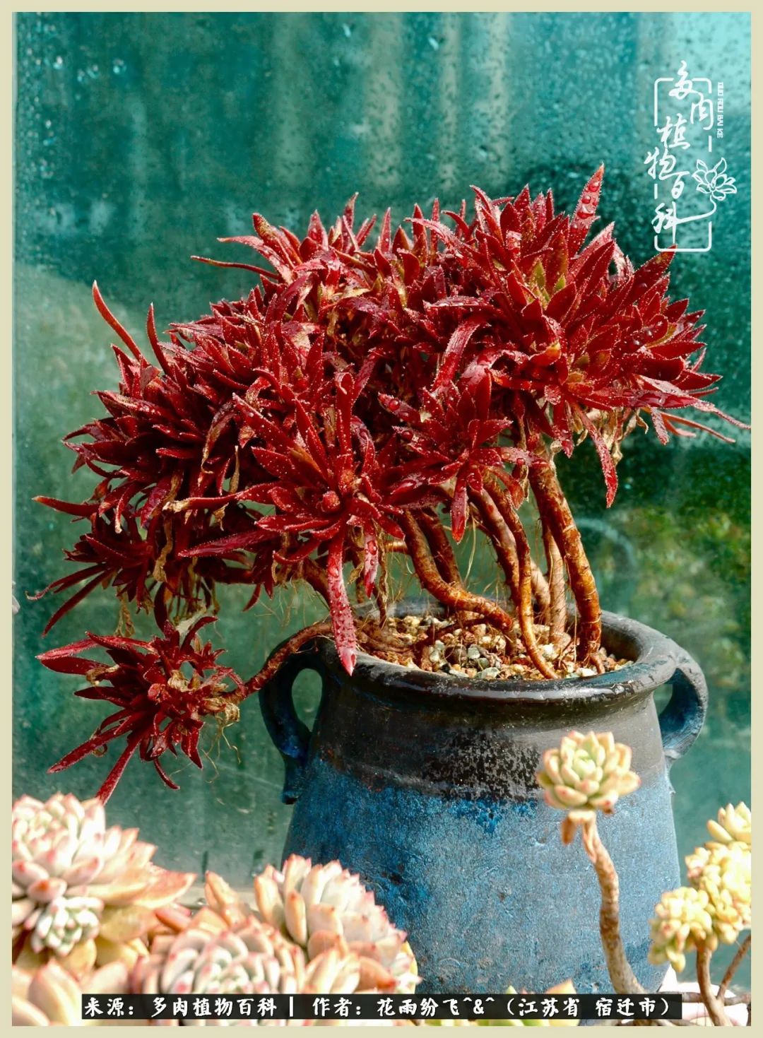 我家老臧：从反对到爱屋及乌的多肉守护人