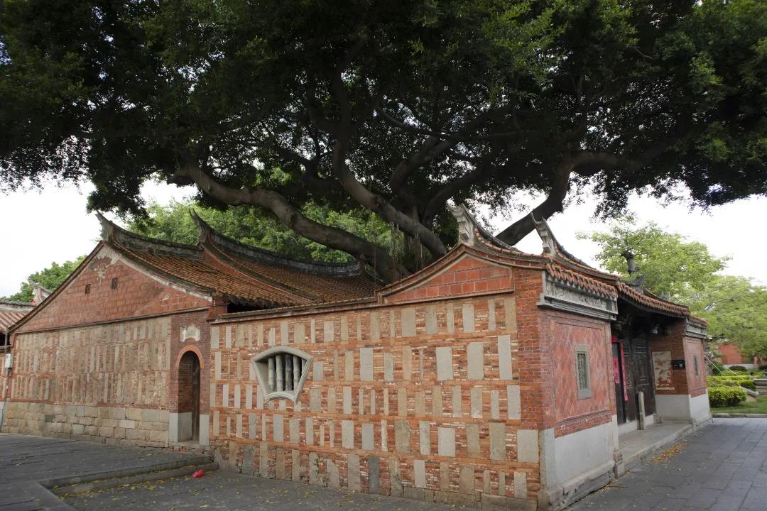 带着白茶去旅行,带着茶叶去踏青