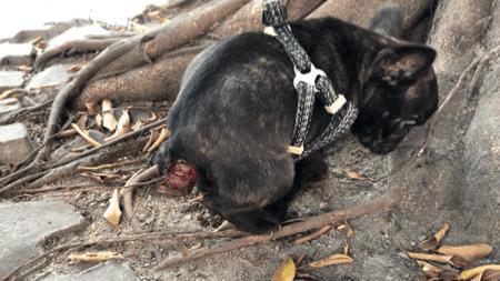 墨墨：屁屁烂得血红的小斗牛，会不会是第二个“白月初”