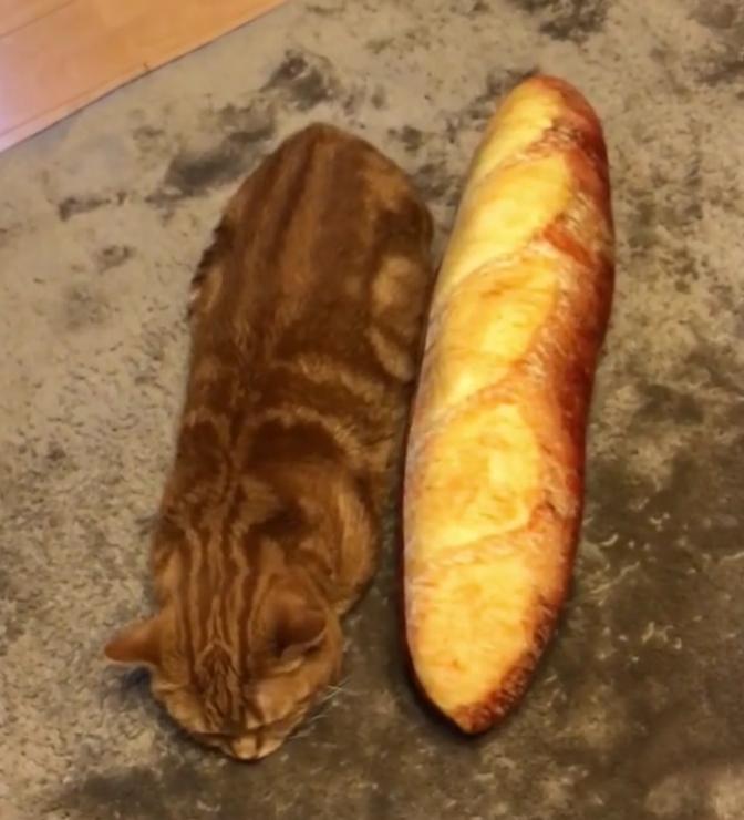 短腿兄妹,全网最火短腿猫