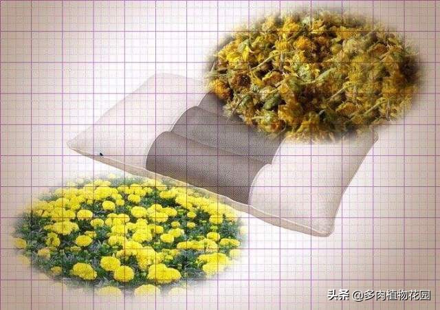 可食用的菊花有哪些,菊花能吃的有哪几种