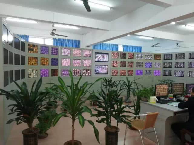 这所学校在家长圈里火了