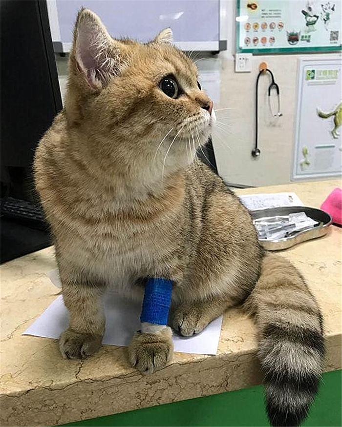 猫咪绝育辟谣,猫咪绝育肺水肿