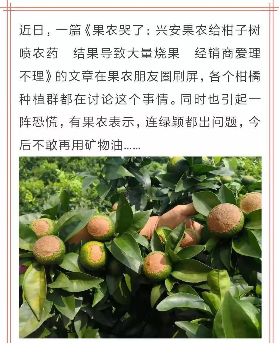 亚磷酸钾预防病害多久用一次,亚磷酸钾控旺药害表现