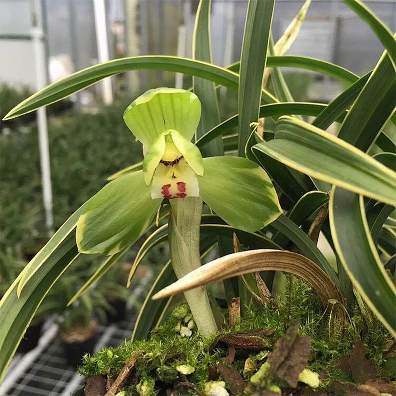 杂交兰花草的特点,杂交兰花蕙兰