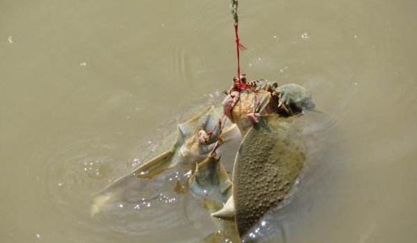 钓甲鱼最好的方法,甲鱼几月份最好钓