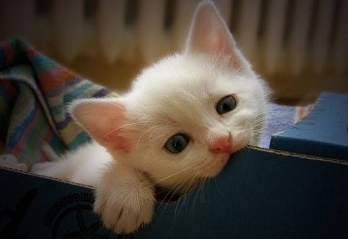 宠物猫拉稀是什么情况,宠物猫拉稀是什么原因