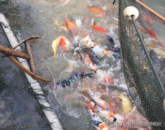 在乡村做什么可以赚钱,乡村旅游区做什么生意最合适