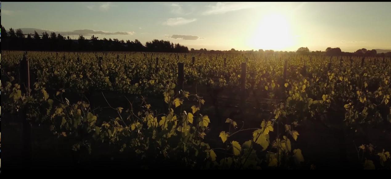 维诺卡夫酒柜怎么样,维诺卡夫是什么品牌