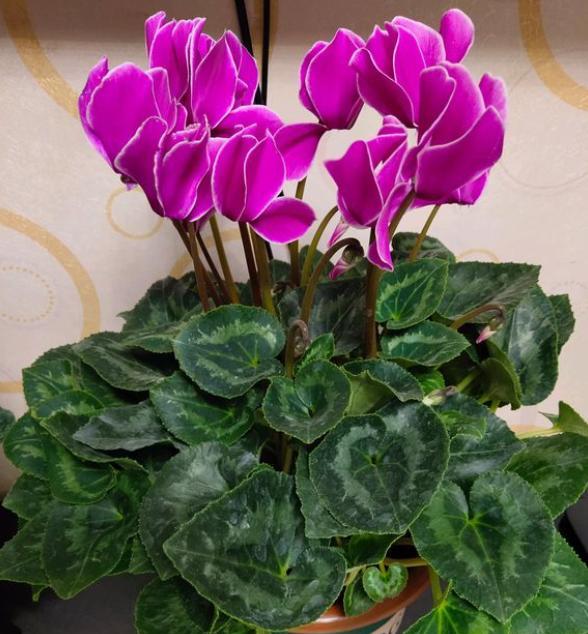 农村养花匠仙客来,仙客来开花怎么养