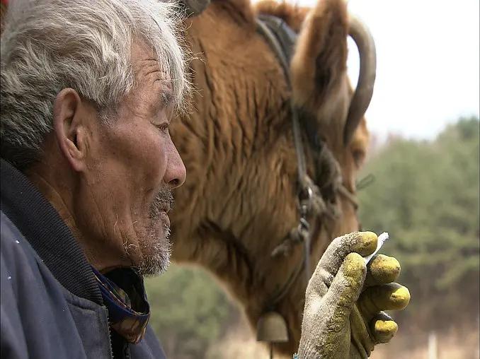 40岁老黄牛流泪帮主人养大9个子女,老牛替老头养育九个儿女