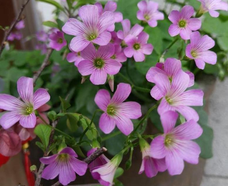 盆栽植物怎么浇水土不流失,盆栽里的土有点板结