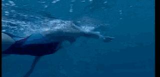 7个技巧帮助你轻松游好自由泳,想要游好自由泳必须注意哪些动作