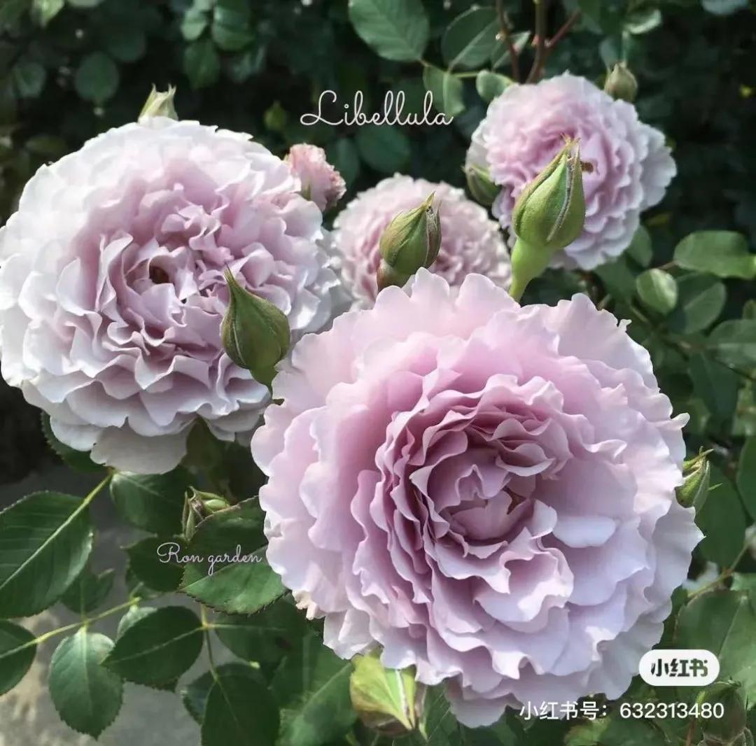 获得worldrose的12款月季品种,露台月季品种推荐