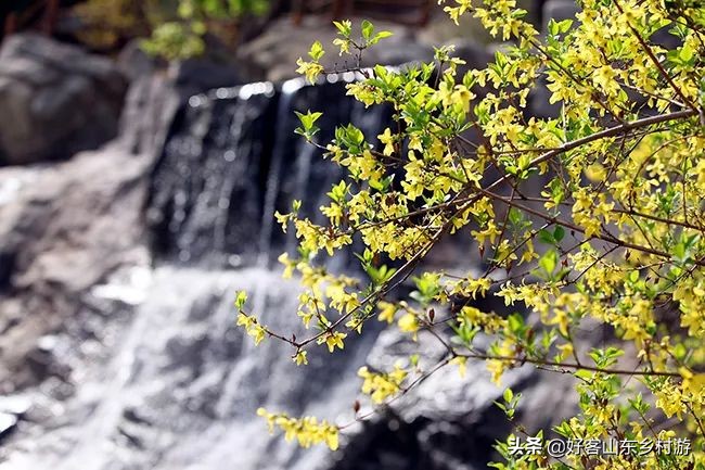 济南春季赏花自驾,济南踏青赏花新模式