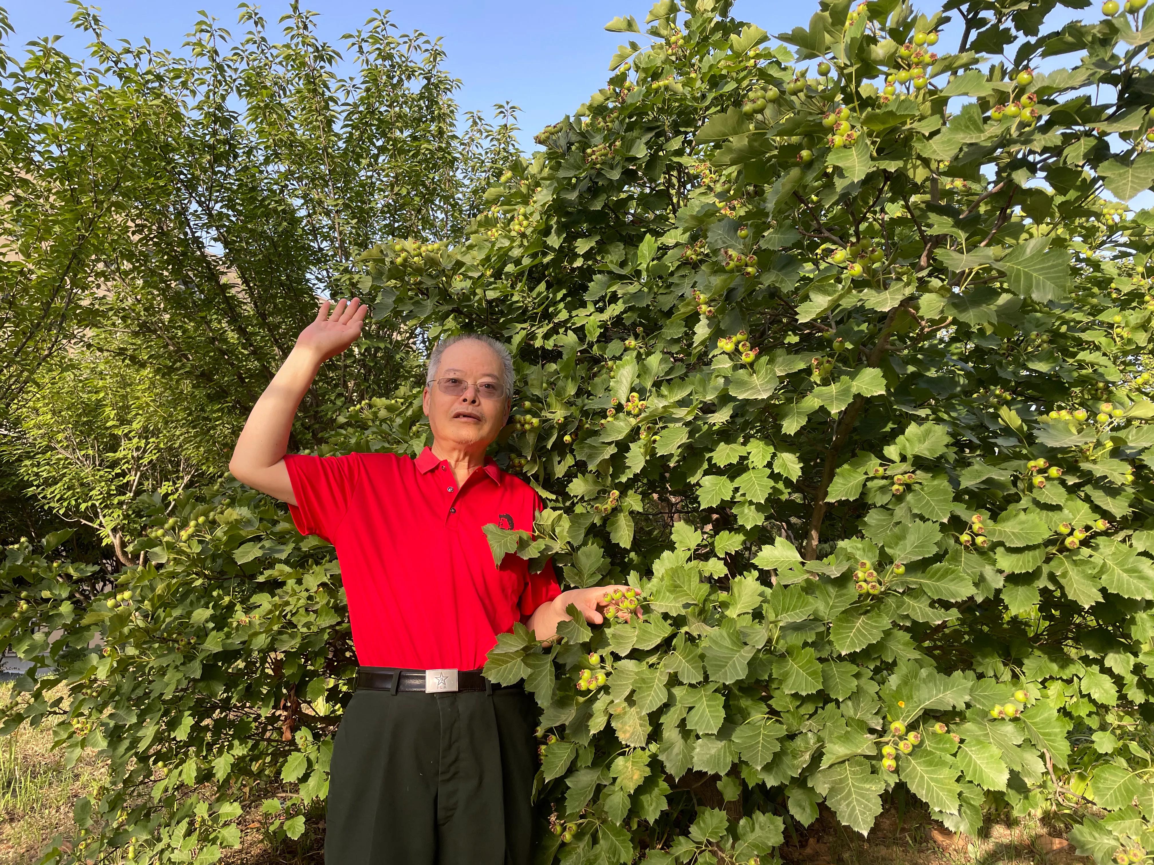 山楂的功效与作用吃法和做法,山楂的功效和作用