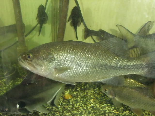 最干净的十种食用鱼,常见的可食用干净的鱼有哪些