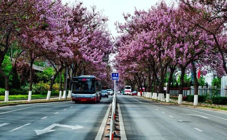 北京有条网红“泡桐大道”,已然成为城市春景“名片”之一