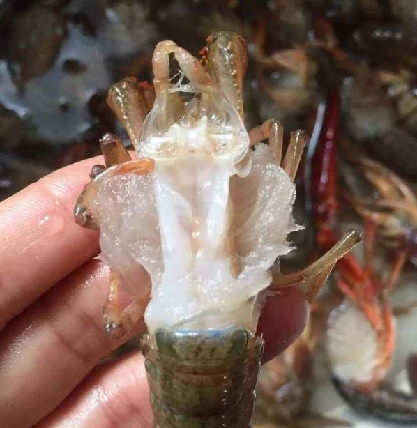 大虾活的怎么挑虾线,大虾挑虾线的正确方法