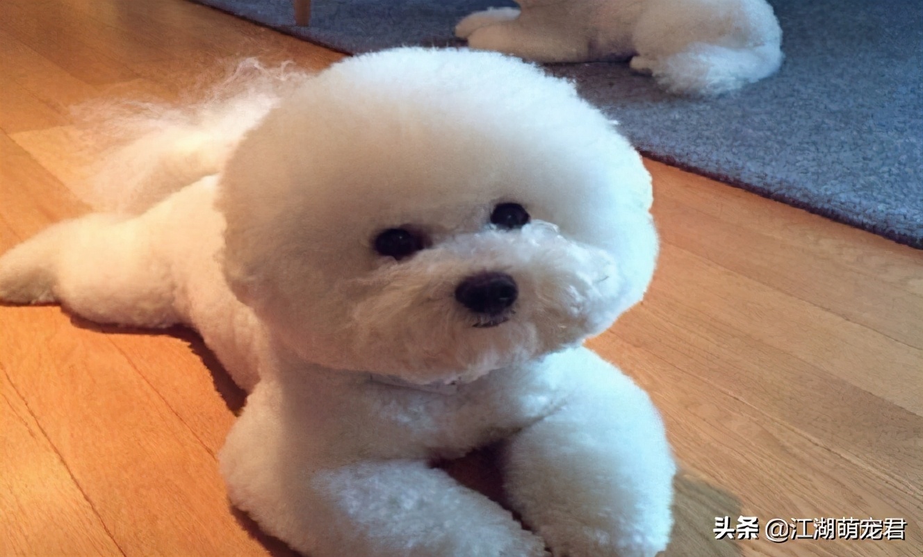 家里养的比熊需要驱虫吗,家里养狗狗需要做什么检查