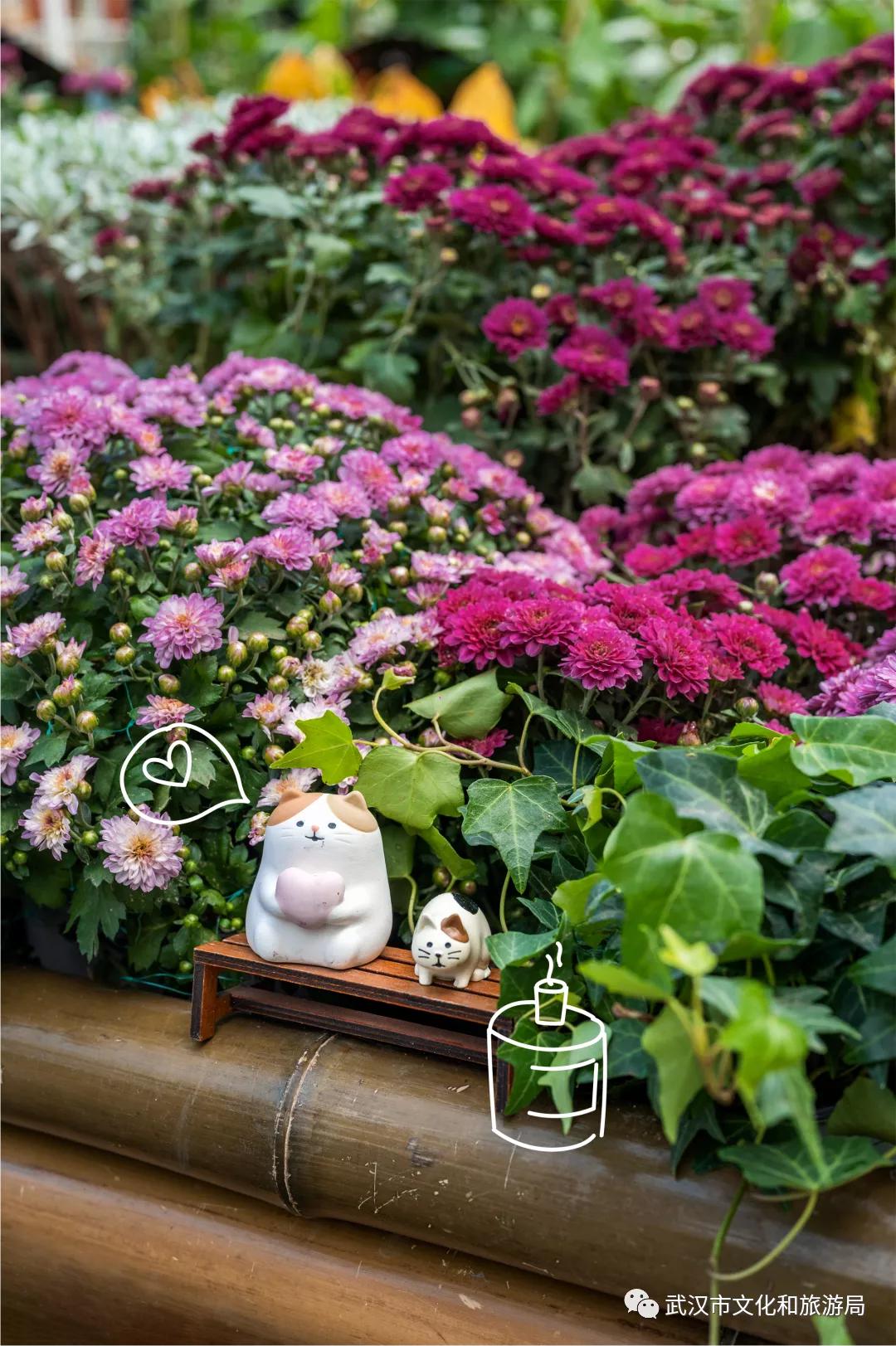 鏉ユ睙婊╄祻鑿婅姳,鑿婅姳鐑傛极