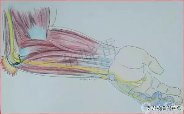 手绘科普类,手绘类科普