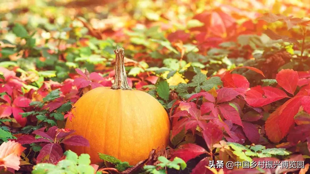 乡村振兴典型项目,乡村产业振兴十大标杆模式