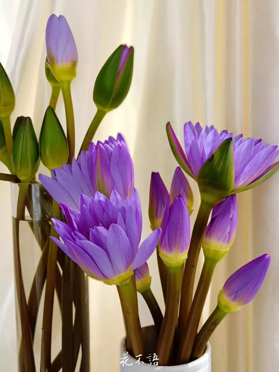 睡莲9月的养护,睡莲的养护方法文字