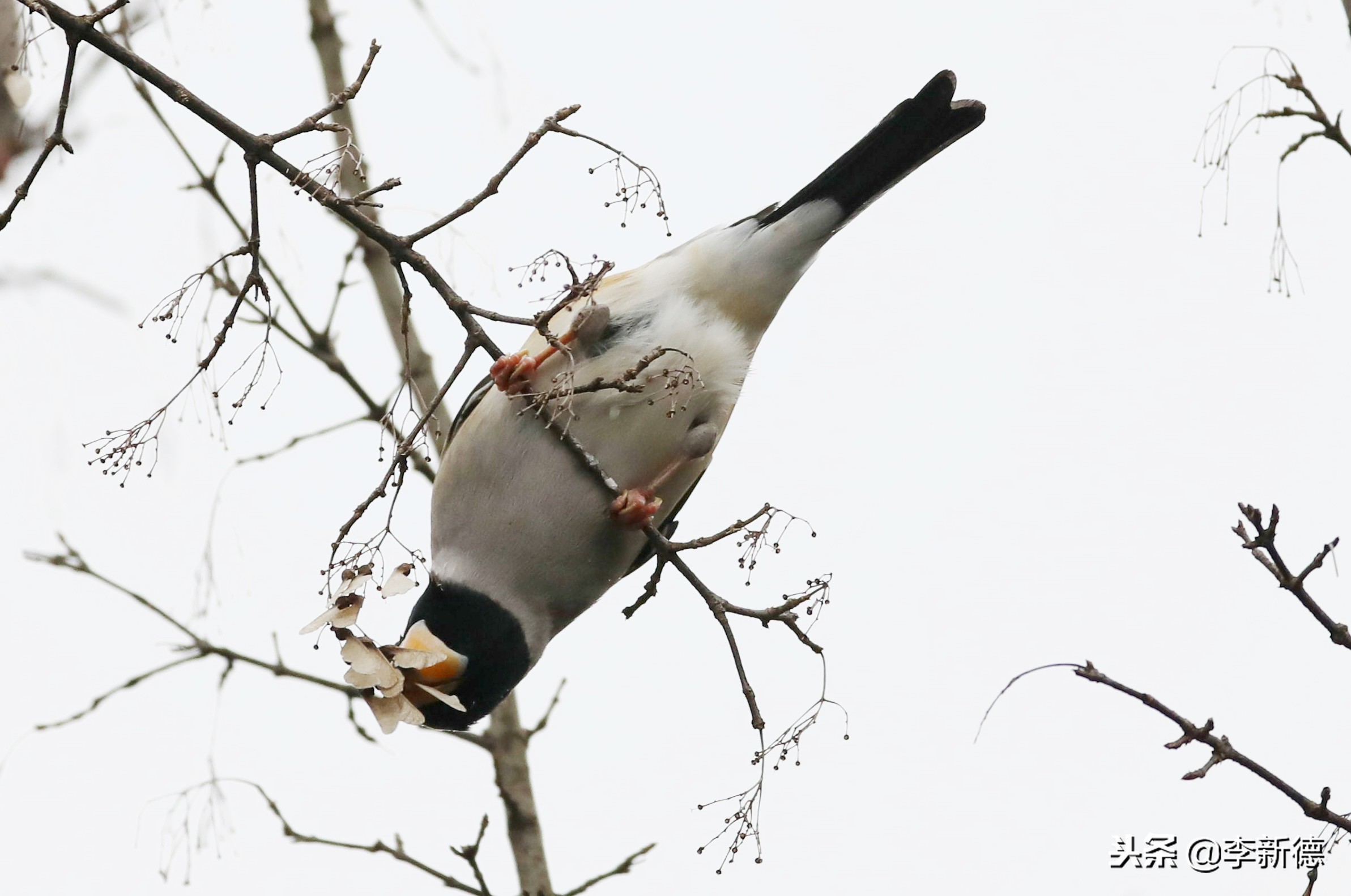 合肥望江西路蜀峰湾,合肥蜀峰湾有什么鸟
