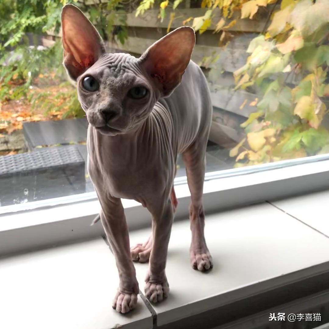 猫咪所有类型,猫咪哪个品种毛好摸又好养