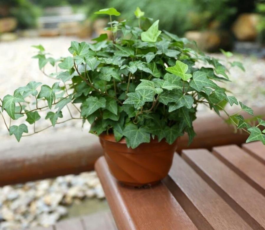 垂吊花卉品种直播,好看的吊兰绿植