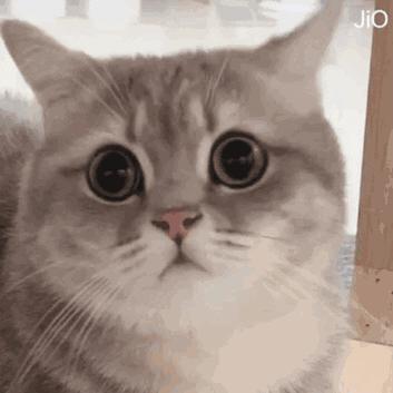 蜜雪冰城最新广告词,蜜雪冰城甜蜜蜜歌曲洗脑了吗