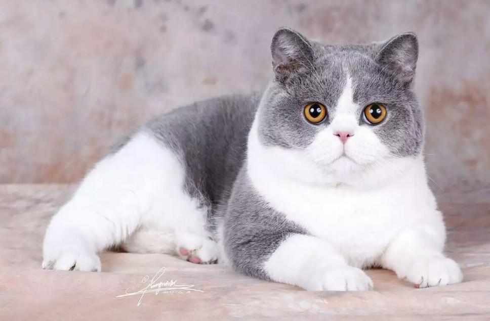 英国短毛猫什么毛色好,英国短毛猫十种受欢迎的毛色