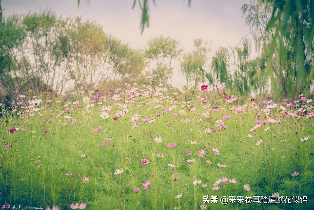 慢游景点,博斯腾湖景点打卡