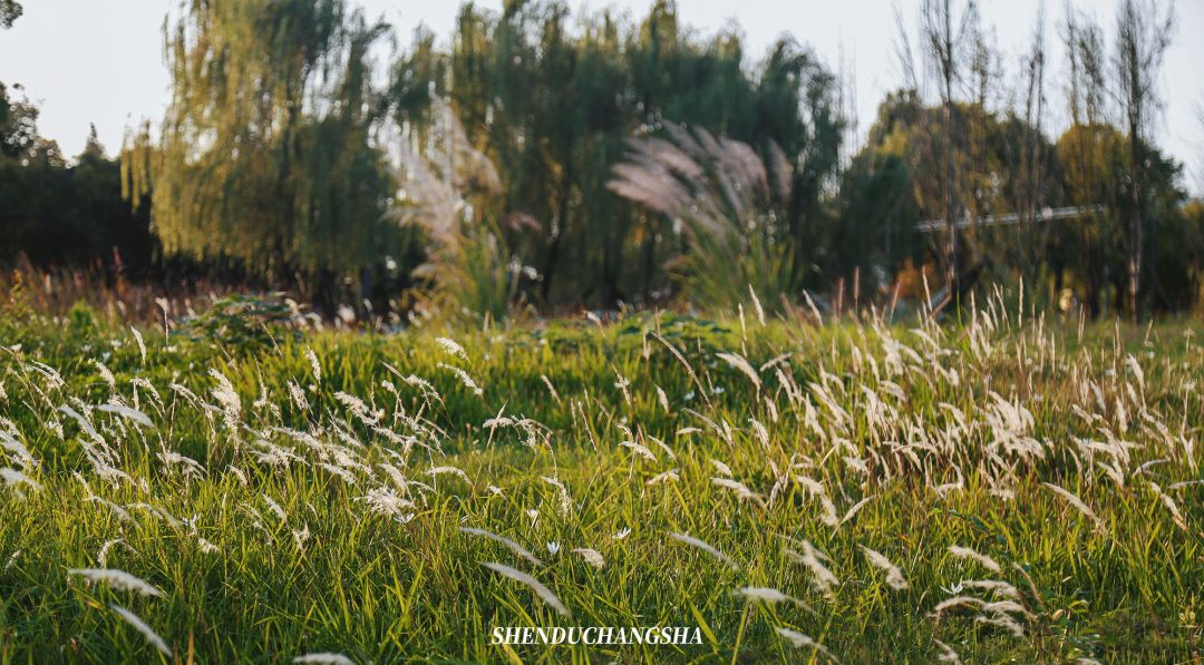 长沙旅游攻略必去的十大景点推荐,长沙旅游攻略必去十大景点免费