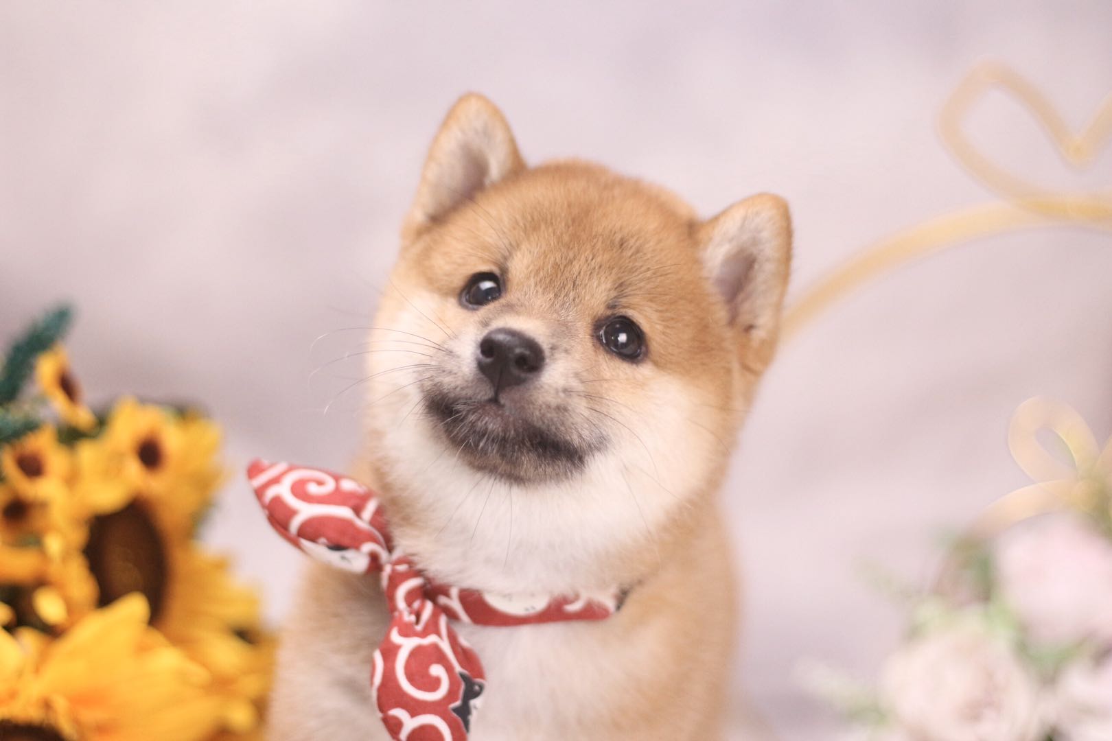 想要一只柴犬又太贵怎么办,想买只柴犬需要准备些什么