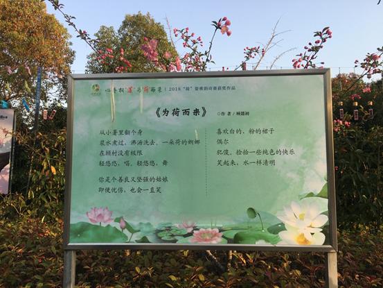 春天必打卡的樱花胜地顾村公园,顾村公园樱花照片视频