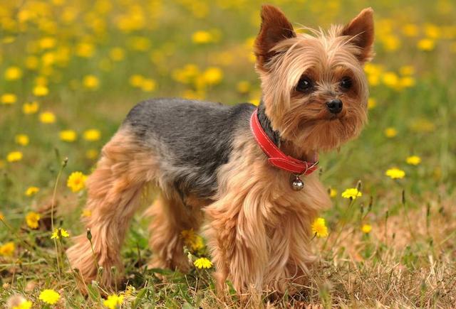 约克夏犬为啥那么多人养,为什么说约克夏是最难养的狗