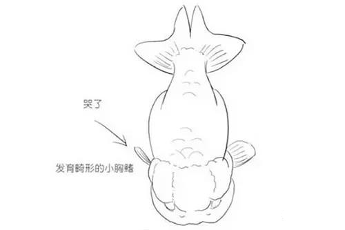怎样挑选适合自己的金鱼,金鱼的种类及图解
