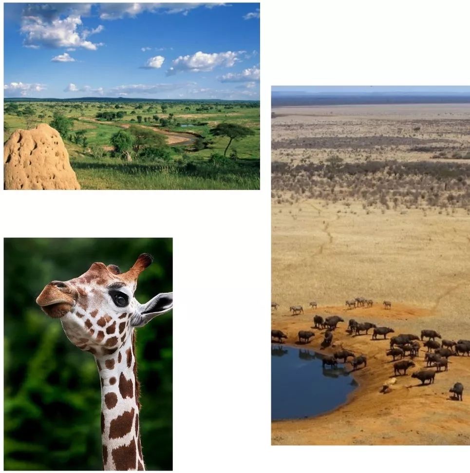 沙弗莱身价多少,沙弗莱为什么比祖母绿便宜