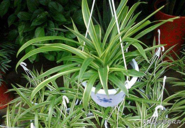 水培吊兰叶尖发黑可以剪掉吗,吊兰叶尖发黄怎么处理视频