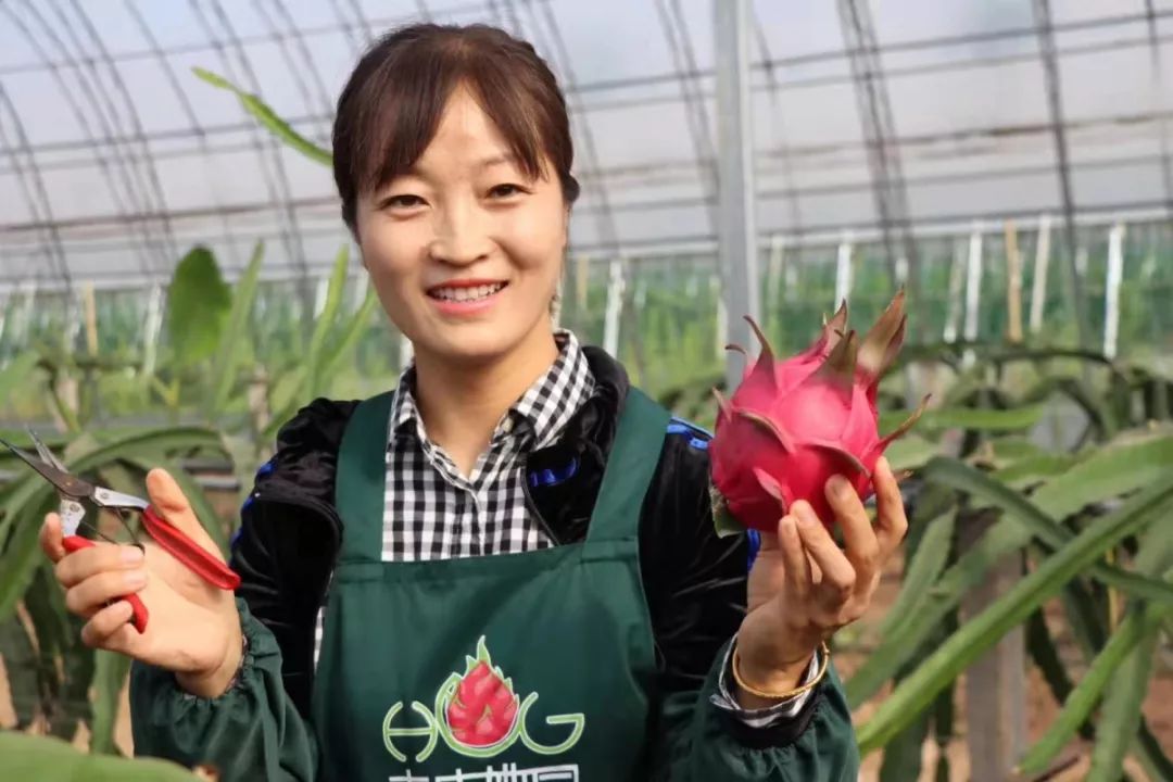 中国四大火龙果种植基地,火龙果最大的种植基地在哪里