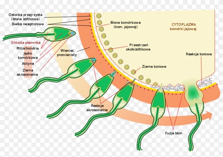 研究显示：精子像钻头一样钻入体内！它“欺骗”了科学家300多年