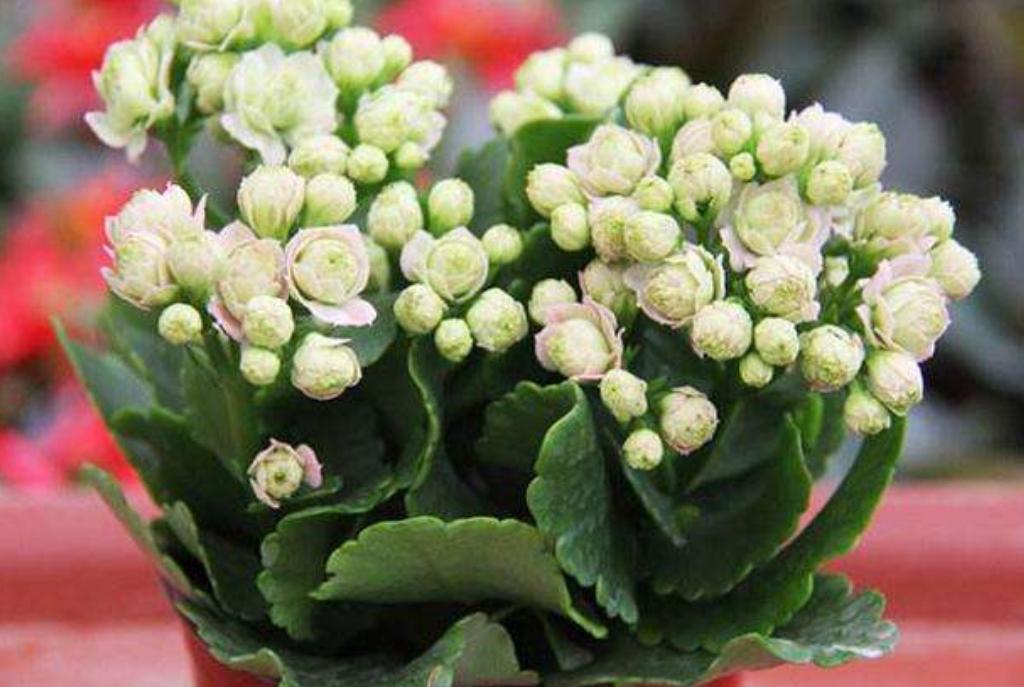 长寿花花苞枯萎了怎么救活,长寿花花枝发软是什么原因