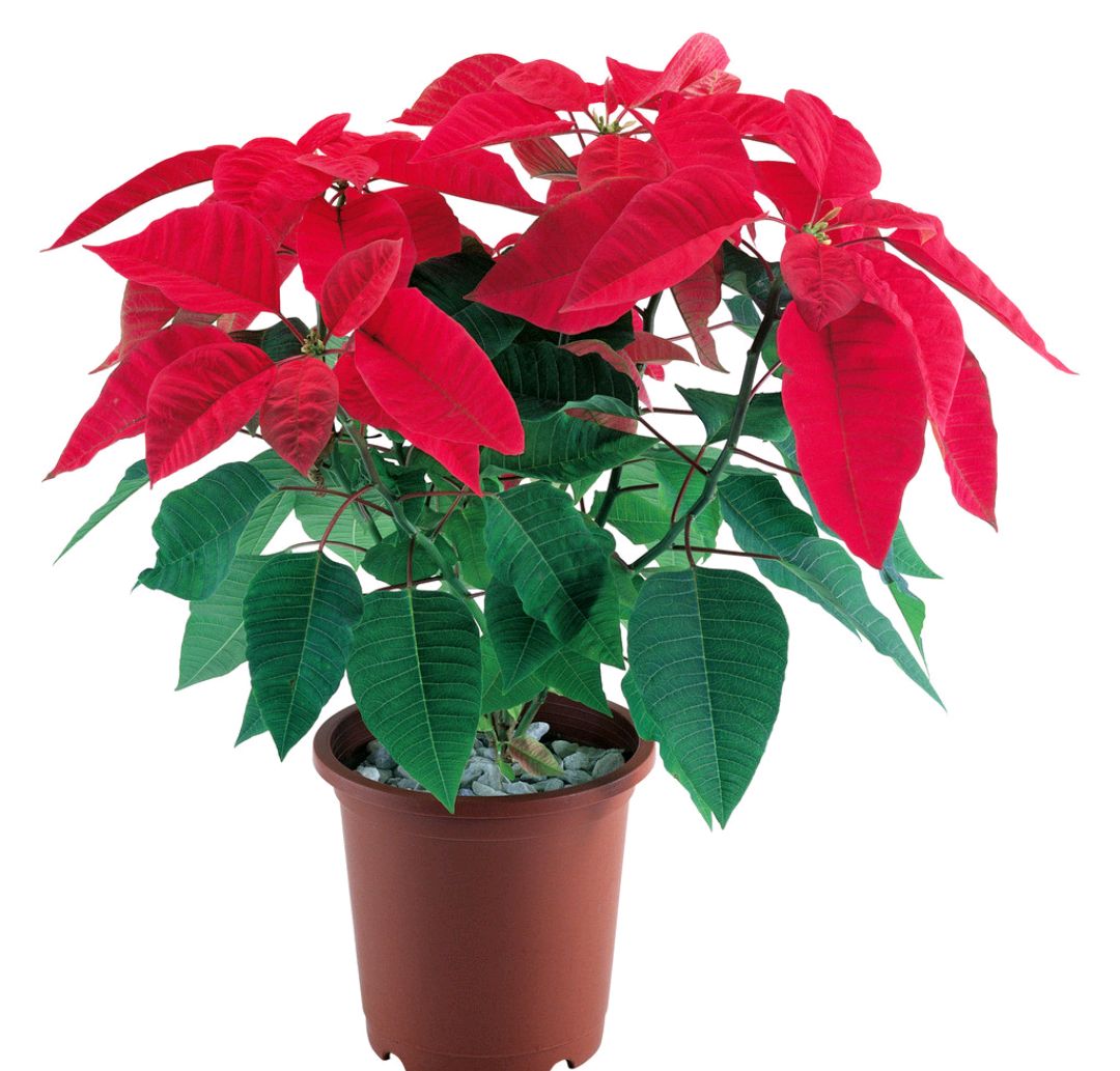 100种最毒的毒花,20种有毒的大毒花