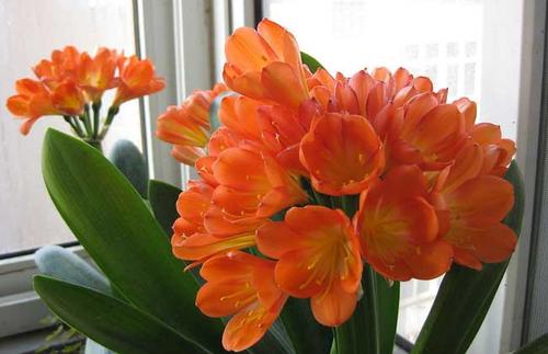 室内好养又好看大气的要买什么花,室内净化空气的花最好养哪几种