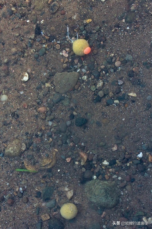 话说欧鲤之钓组篇,话说欧鲤钓