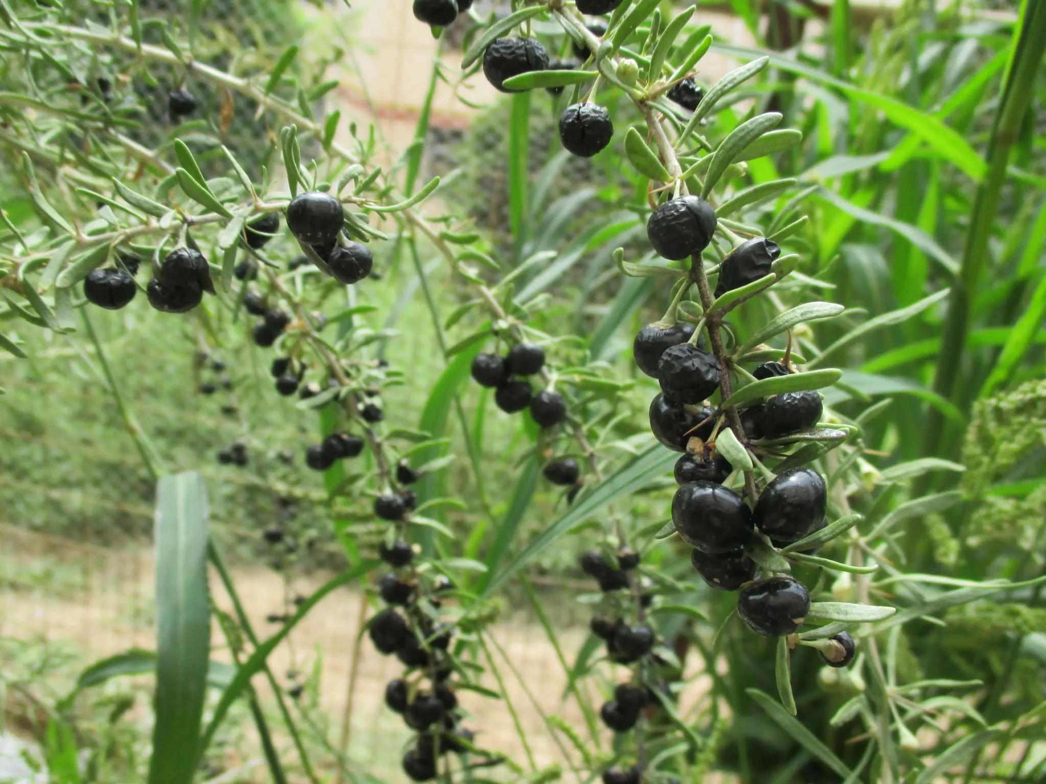 市场上的黑枸杞为什么那么贵,黑枸杞野生和种植的区别